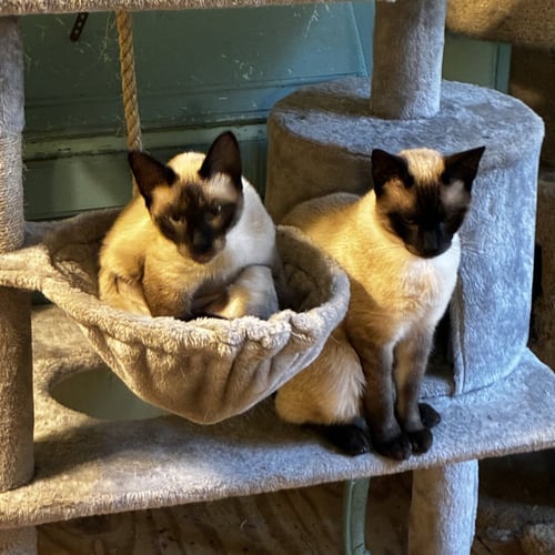 JAKE (& SEE SIS ELEANOR) - Siamese available for adoption