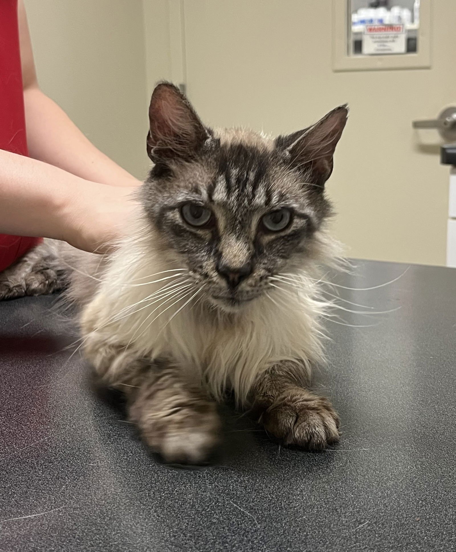 DAVID - Ragdoll / Himalayan available for adoption