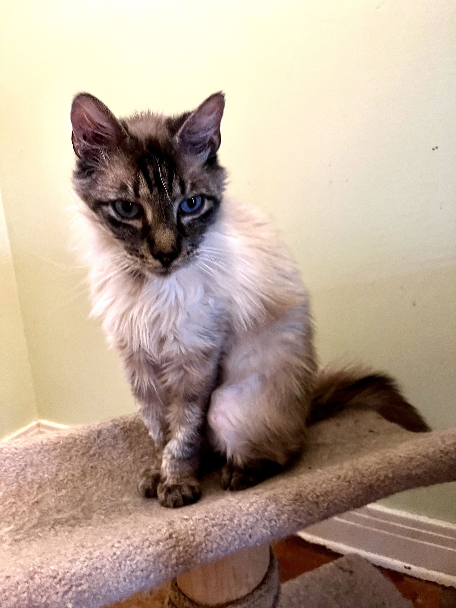 DAVID - Ragdoll / Himalayan available for adoption