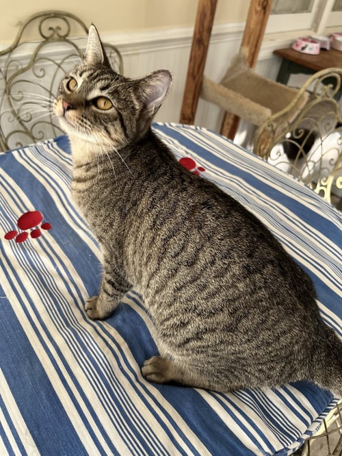 HALEY SO SWEET - Tabby available for adoption