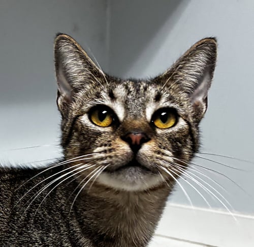 HALEY SO SWEET - Tabby available for adoption