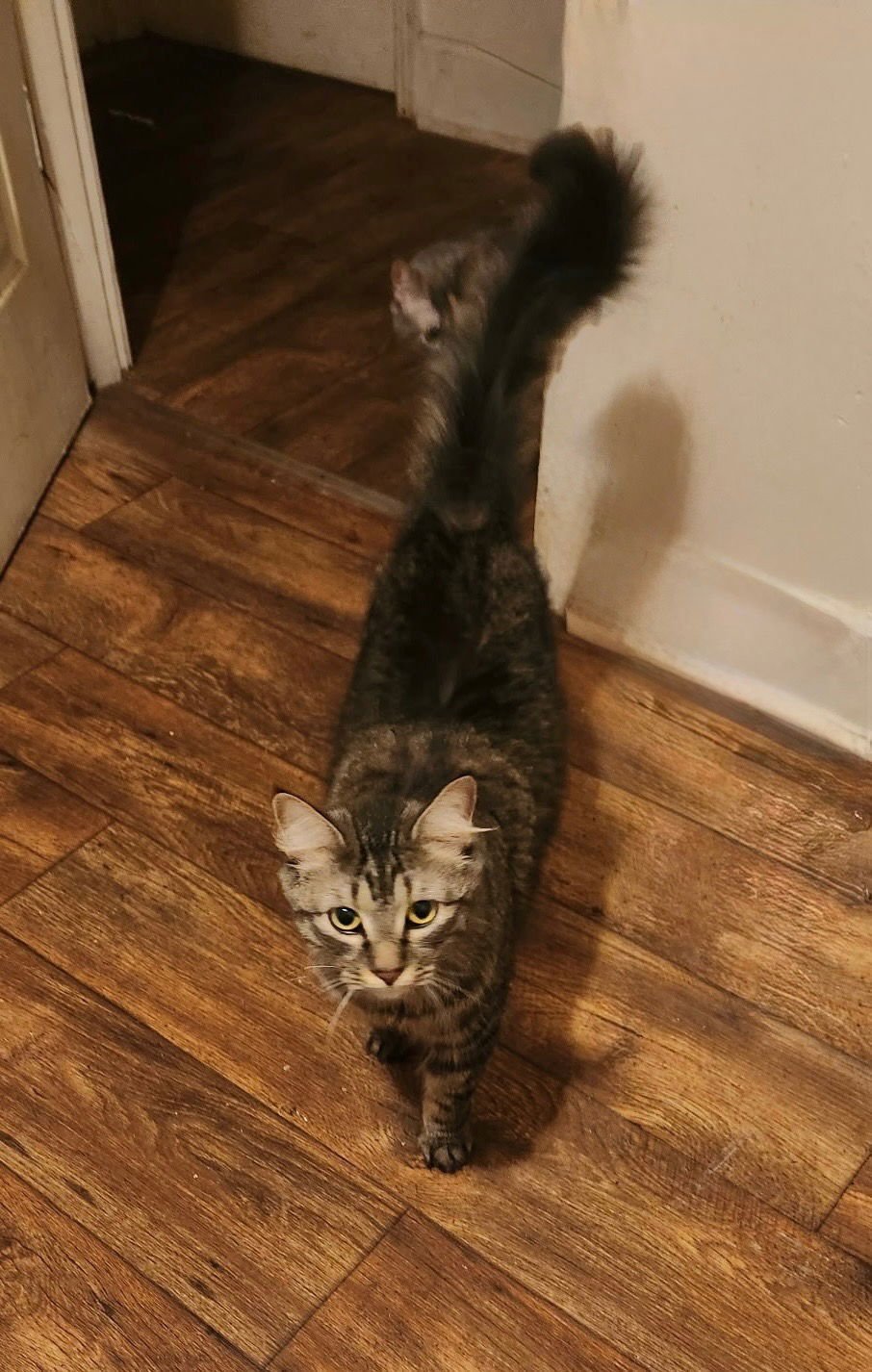 BELLA - Maine Coon / Domestic Medium Hair available for adoption