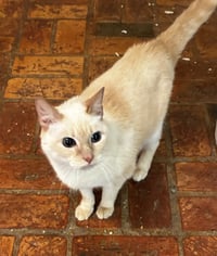 Kitty, front declawed - Photo 3
