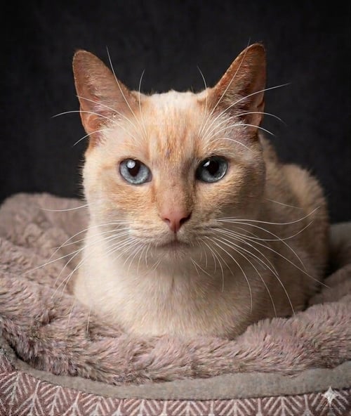 KITTY, FRONT DECLAWED - Siamese available for adoption