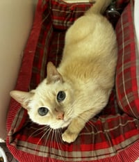 Kitty, front declawed - Photo 4