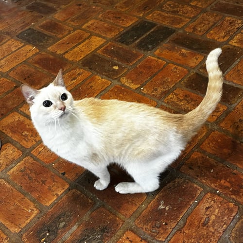 KITTY, FRONT DECLAWED - Siamese available for adoption