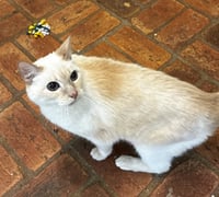 Kitty, front declawed - Photo 2