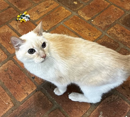KITTY, FRONT DECLAWED - Siamese available for adoption