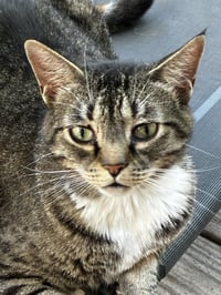 Binx - Photo 1