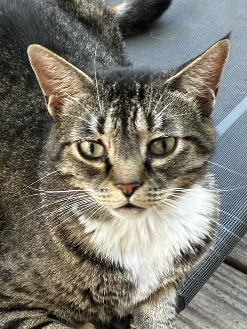 BINX - Tabby / Domestic Short Hair available for adoption