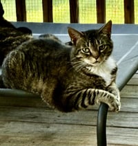 Binx - Photo 2