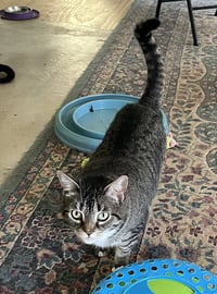 Binx - Photo 3