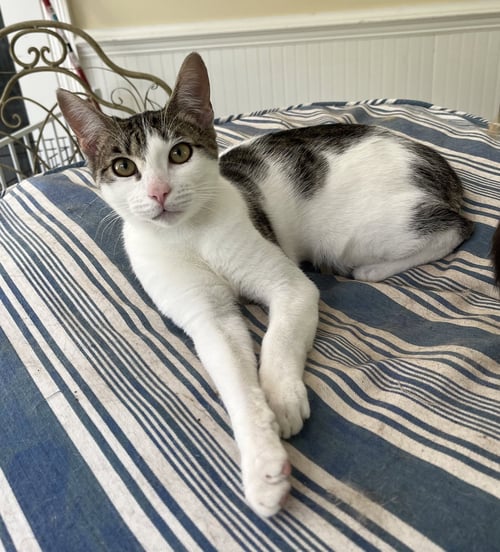 KIRBY - Bobtail / Tabby for adoption in Mobile