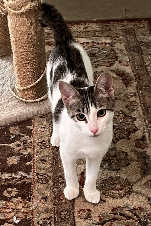 KIRBY - Bobtail / Tabby available for adoption