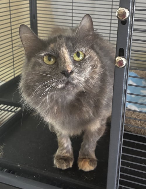 CINDER - Dilute Tortoiseshell / Domestic Medium Hair available for adoption