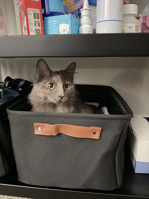 CINDER - Dilute Tortoiseshell / Domestic Medium Hair available for adoption