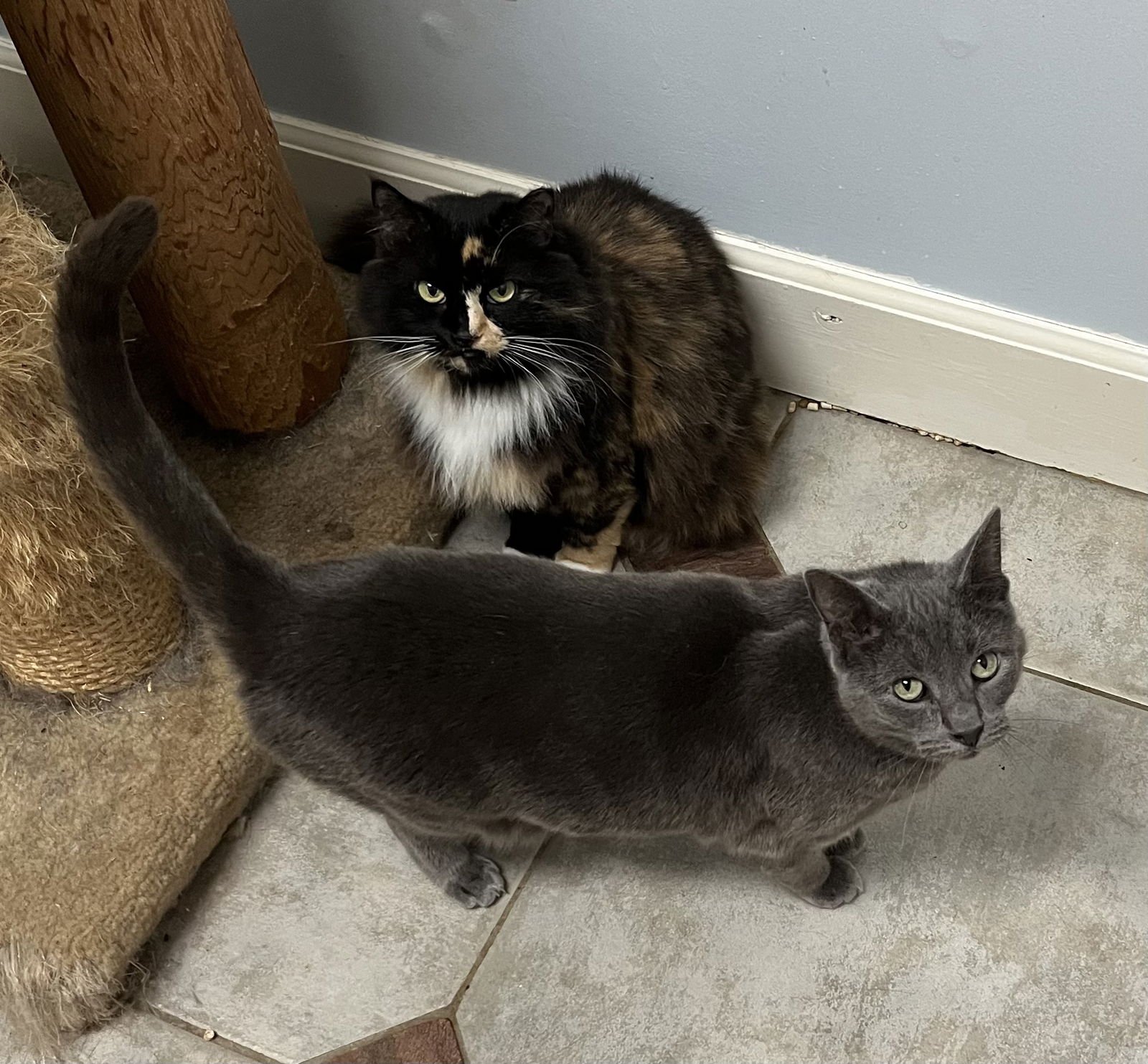 PEANUT - Russian Blue available for adoption