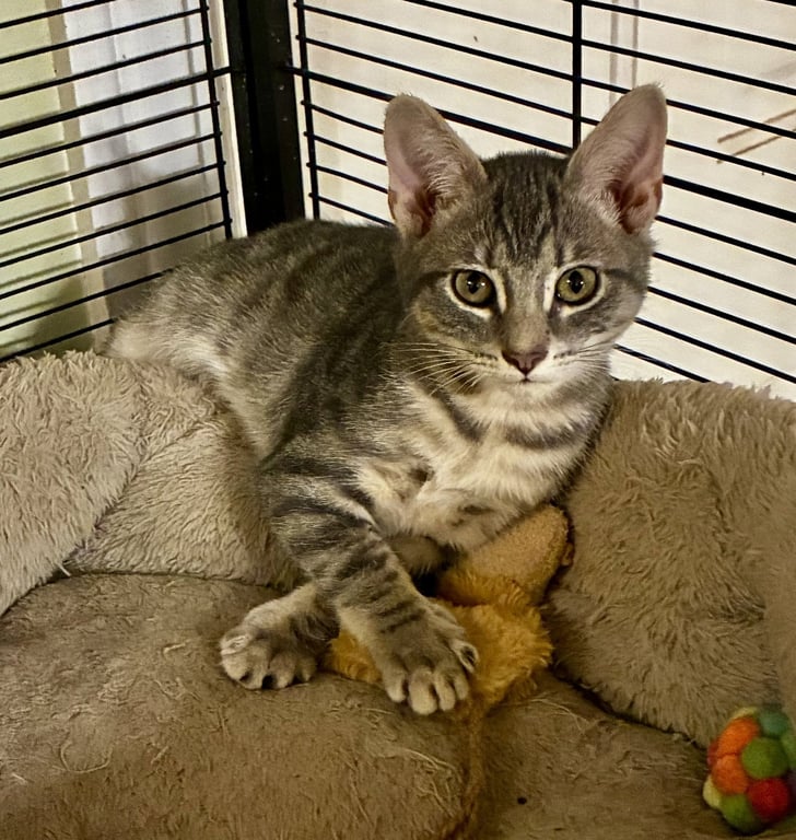 Sylvie Image