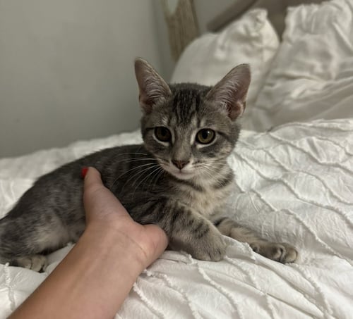 SYLVIE - Tabby / Domestic Short Hair available for adoption