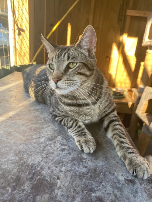 ABE (& SEE PI) - Tabby / Domestic Short Hair available for adoption
