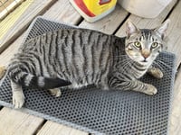 Abe (& see Pi) - Photo 3