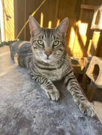 Abe (& see Pi) - Photo 1