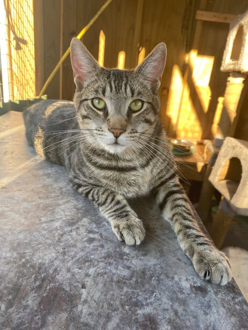 ABE (& SEE PI) - Tabby / Domestic Short Hair available for adoption
