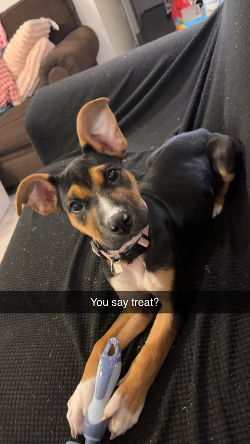 IZZY - Shepherd available for adoption