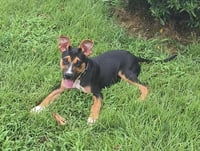 Izzy - Photo 2
