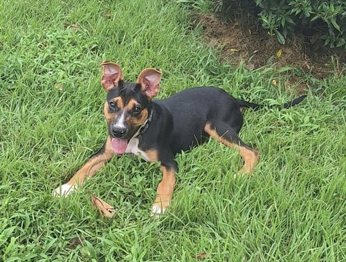 IZZY - Shepherd available for adoption