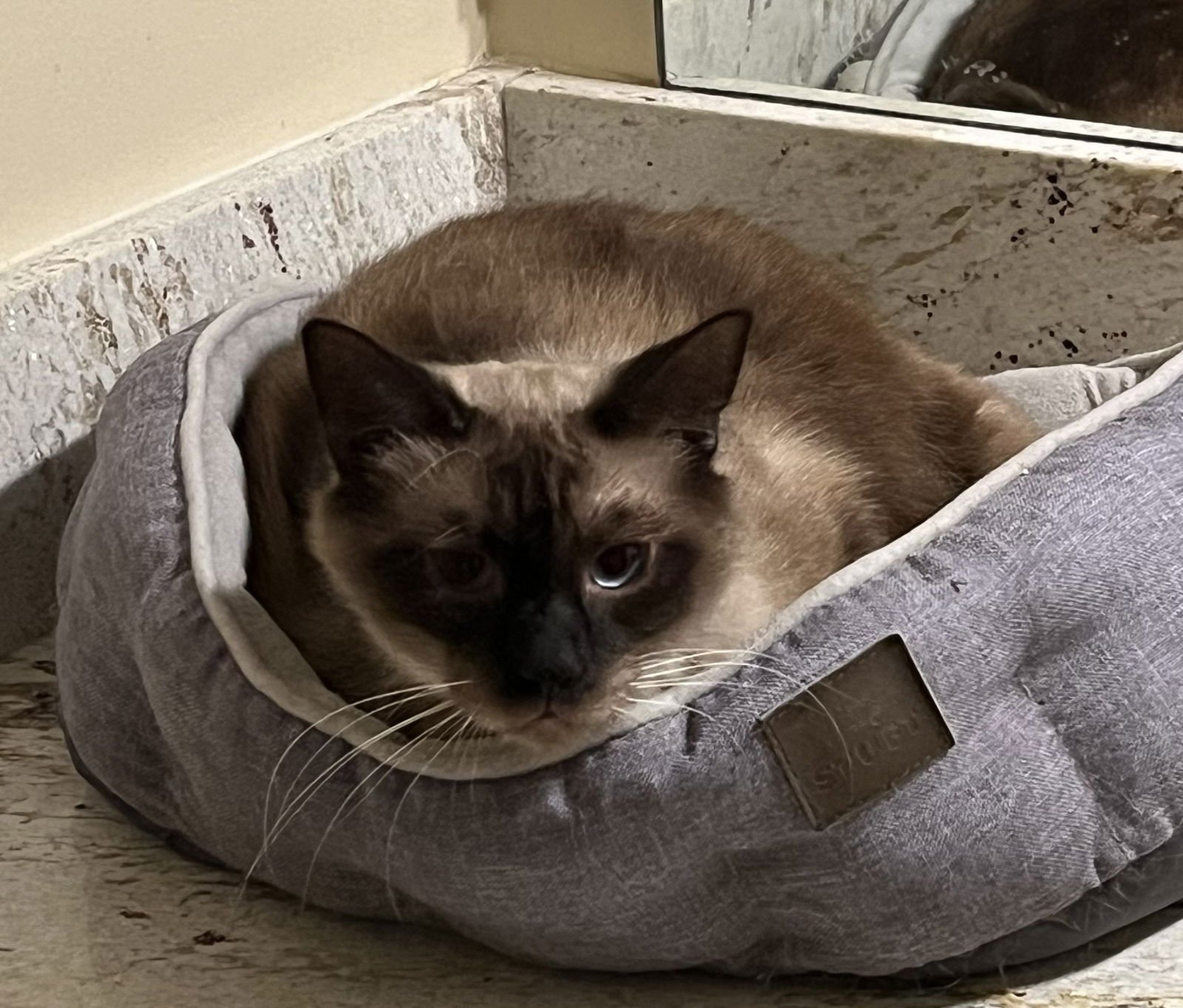TATA - Snowshoe / Siamese available for adoption