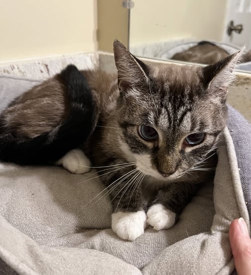 TATA - Snowshoe / Siamese available for adoption