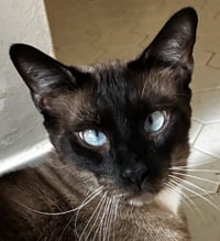 Charlie - Photo 1