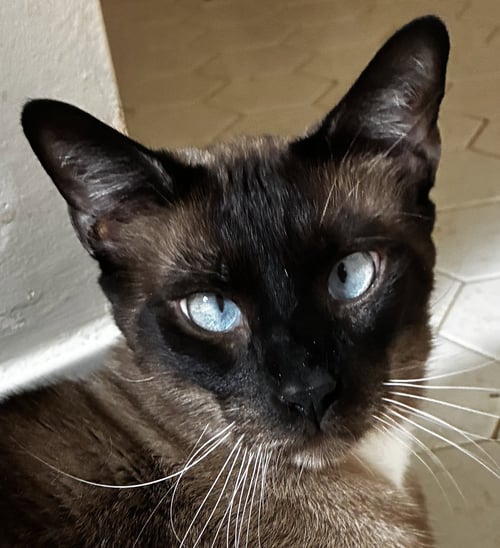 CHARLIE - Siamese / Snowshoe available for adoption