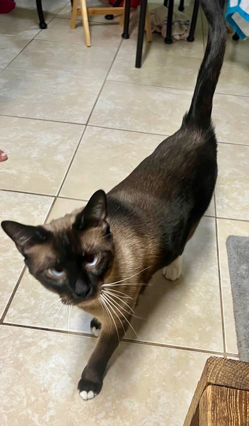 CHARLIE - Siamese / Snowshoe available for adoption
