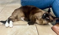Charlie - Photo 3