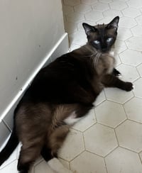 Charlie - Photo 4