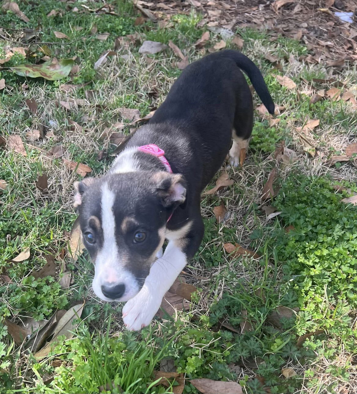COCO CHANEL - Boston Terrier available for adoption