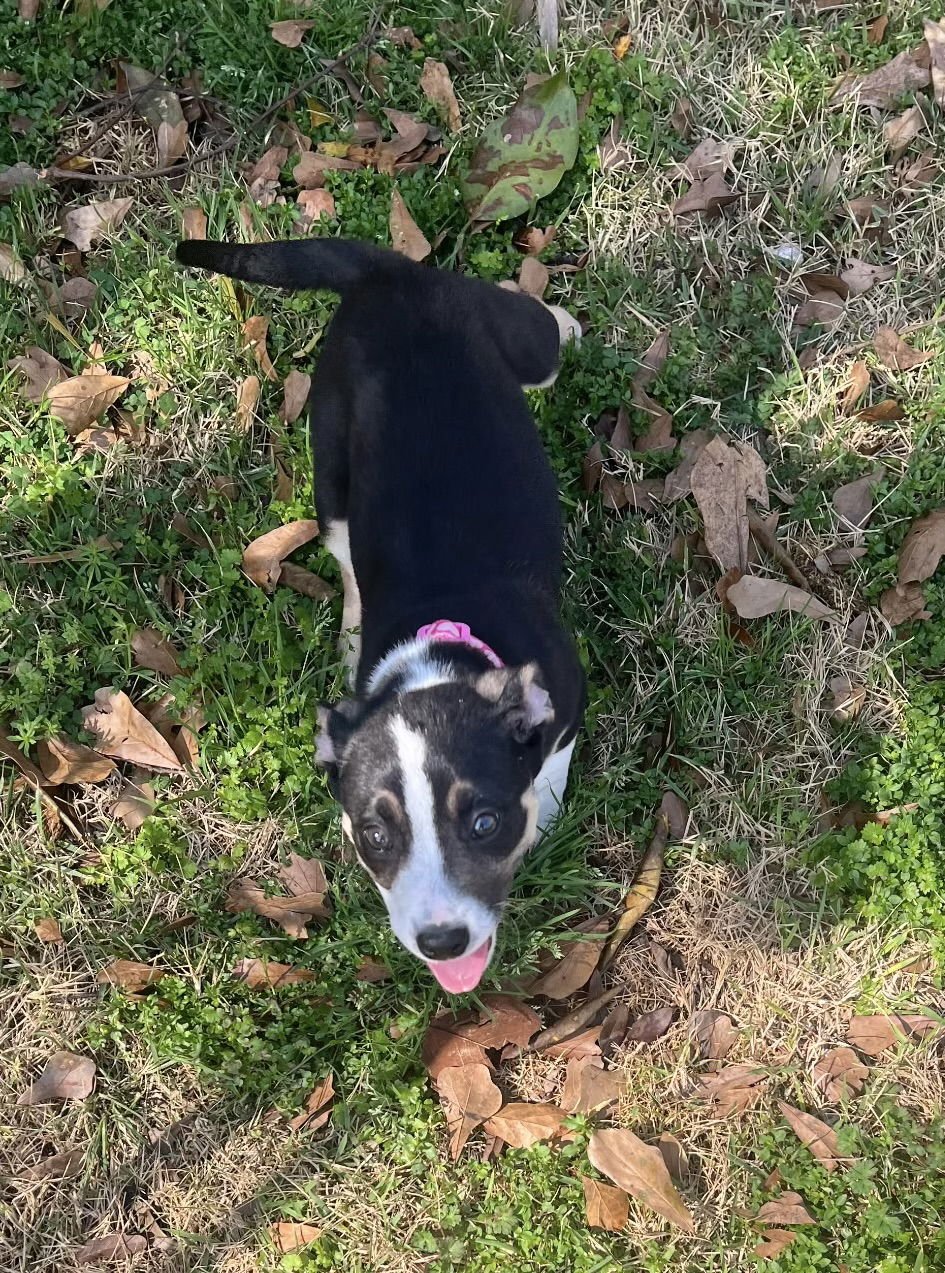 COCO CHANEL - Boston Terrier available for adoption