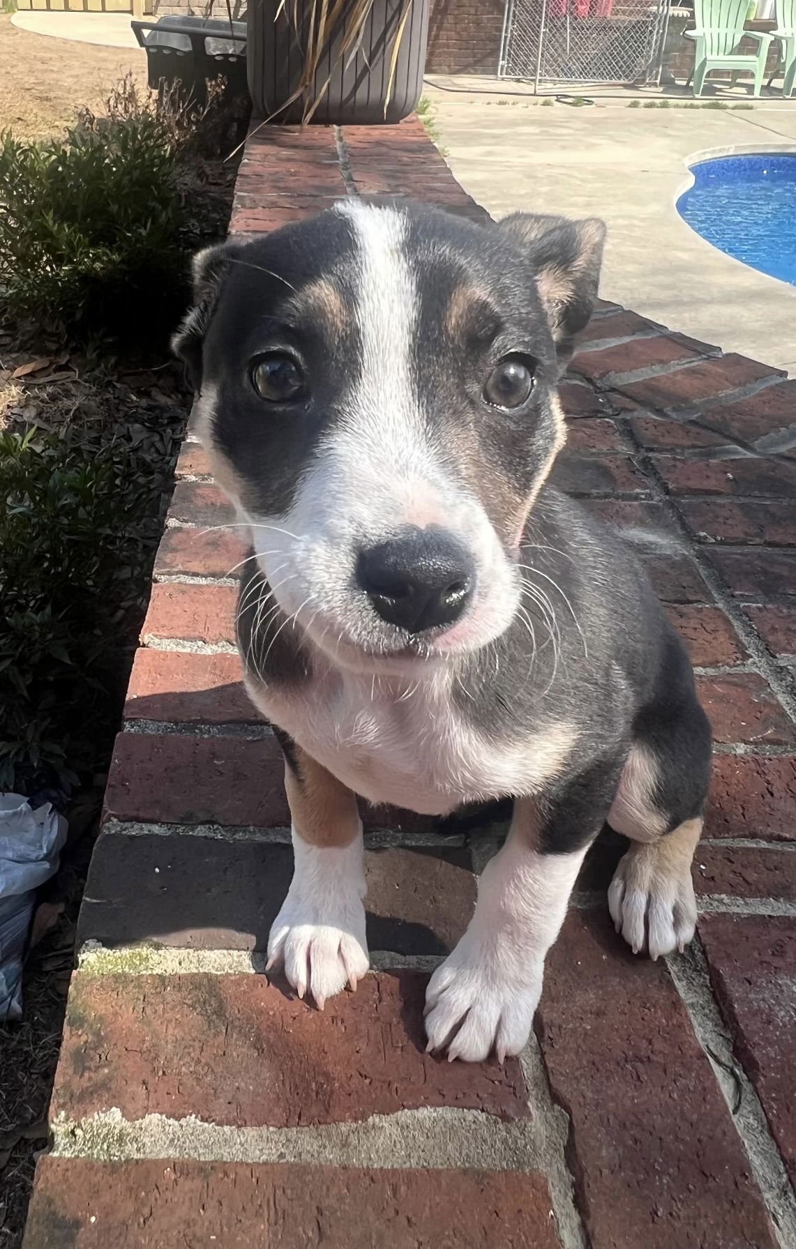 Coco Chanel - Photo 3