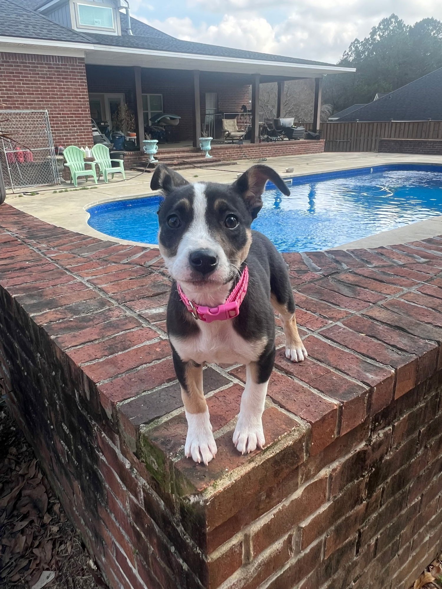 Coco Chanel - Photo 4