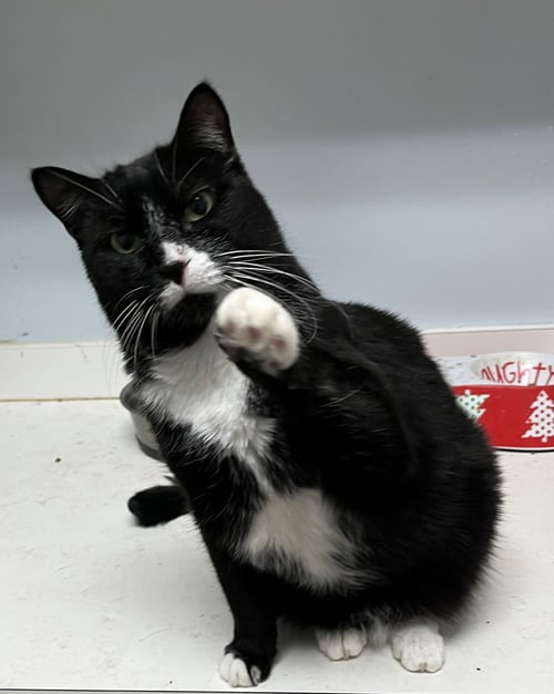 MIKEY - Domestic Short Hair / Tuxedo available for adoption