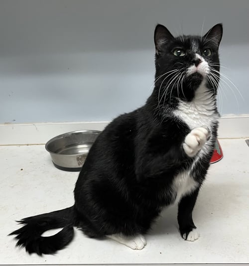 MIKEY - Domestic Short Hair / Tuxedo available for adoption