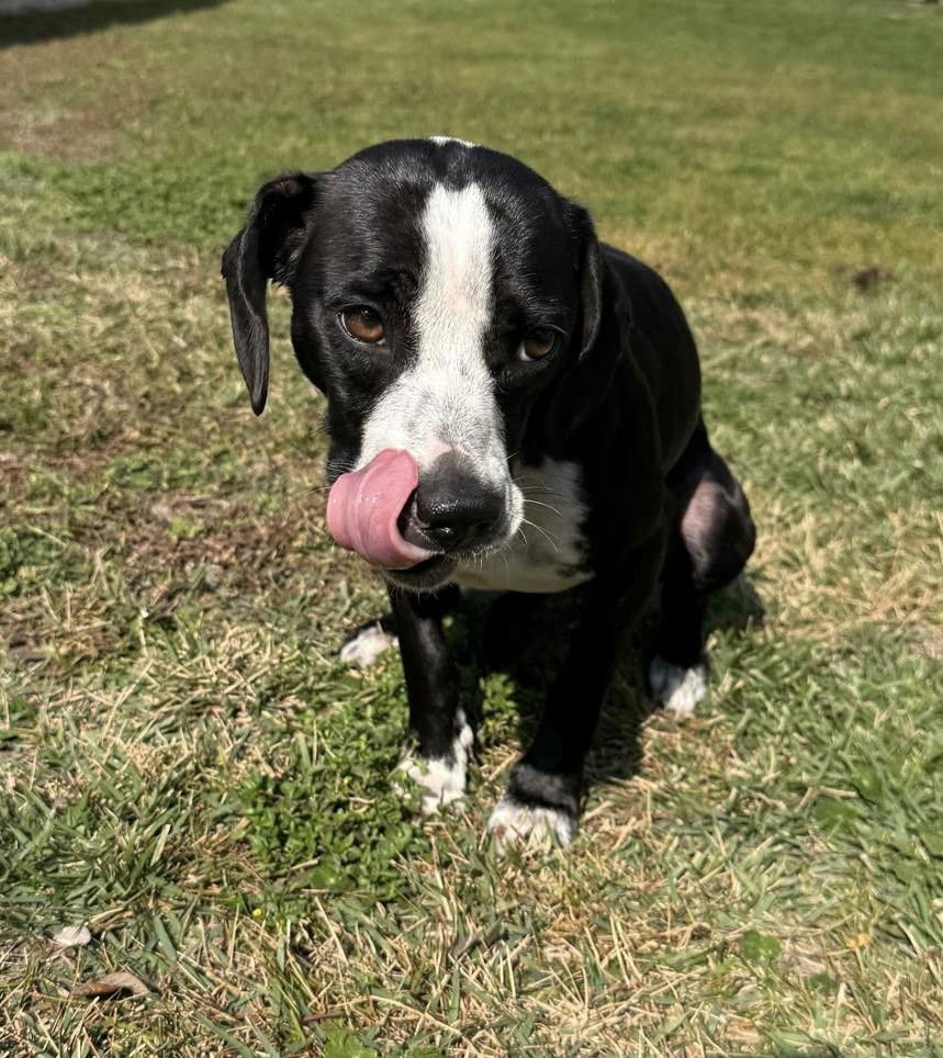 POSIE - Beagle available for adoption