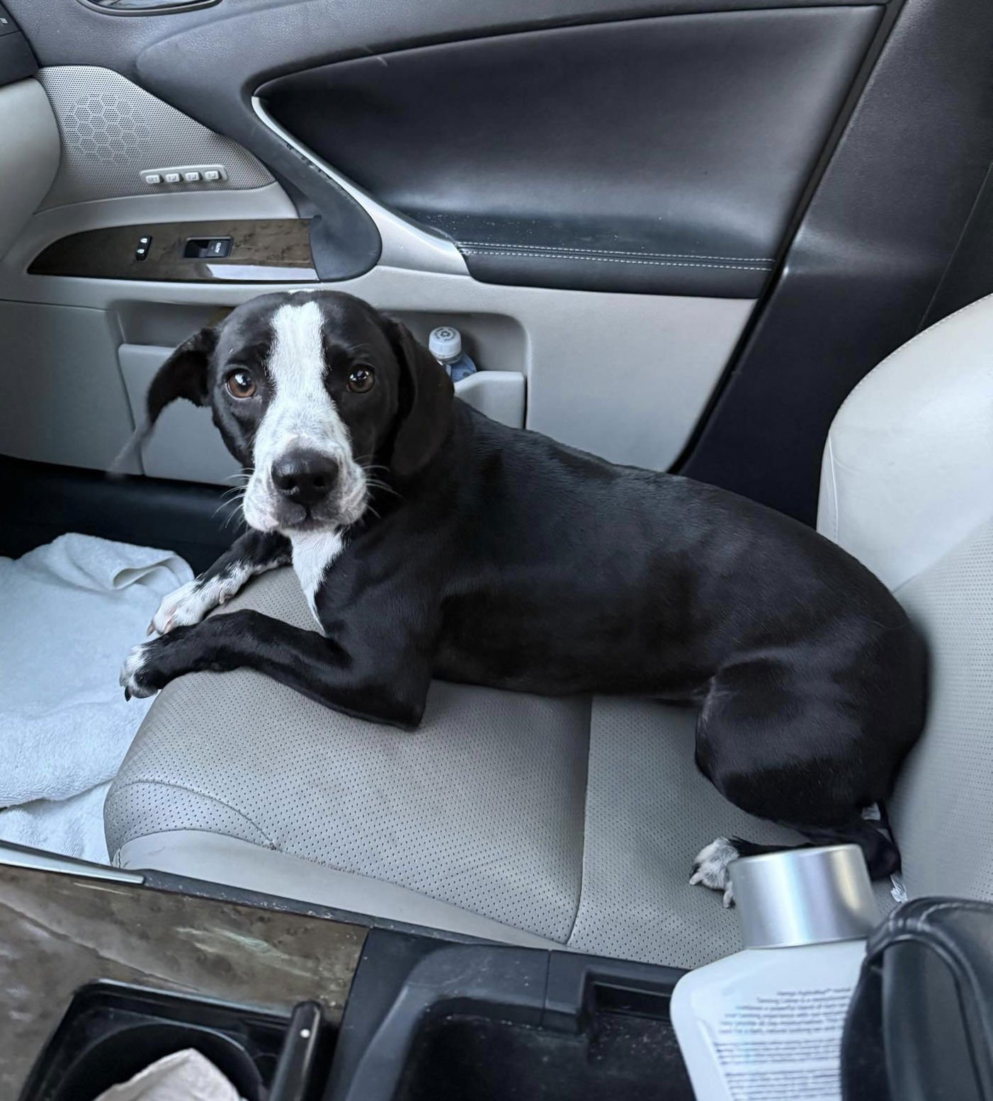 POSIE - Beagle available for adoption