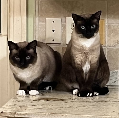 SUNNY  (& ZOE BONDED) - Siamese / Snowshoe available for adoption