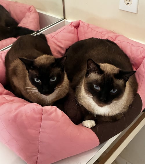 SUNNY  (& ZOE BONDED) - Siamese / Snowshoe available for adoption