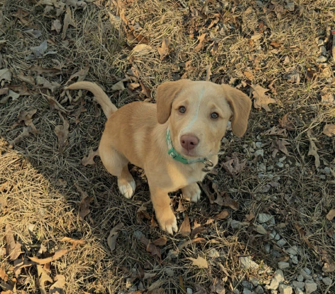 MILLY - Labrador Retriever / Golden Retriever available for adoption