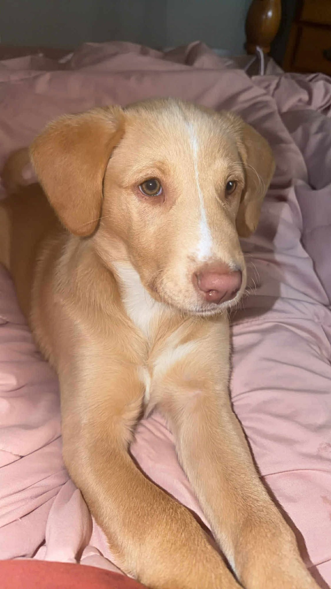 MILLY - Labrador Retriever / Golden Retriever available for adoption
