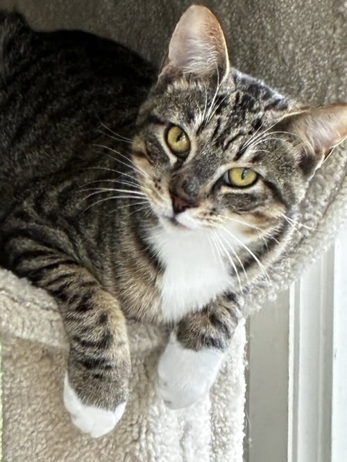 HUNTER - Tabby for adoption in Mobile
